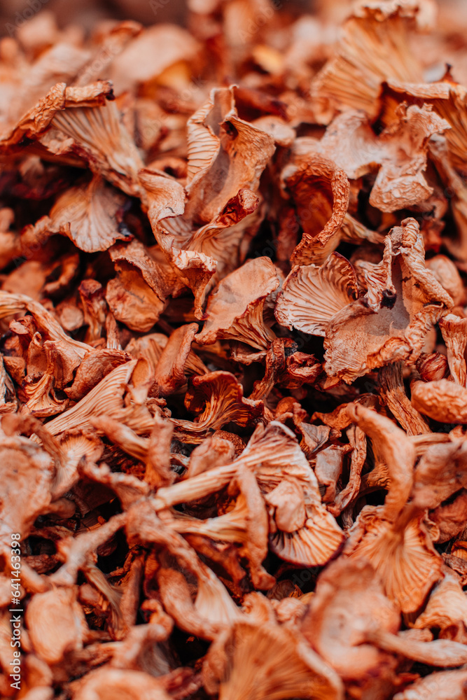 Natural background of dried beige chanterelle mushrooms. Harvest and thanksgiving concept. Vertical Natural background of dried beige chanterelle mushrooms. Harvest and thanksgiving concept. Vertical
