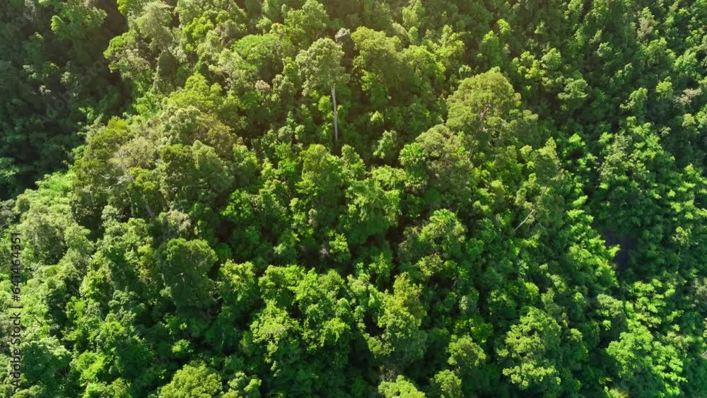 Life in this rainforest is a constant ballet of survival and adaptation, each creature playing its part in the intricate web of ecosystems that sustains the entire environment. Aerial view from drone. Life in this rainforest is a constant ballet of survival and adaptation, each creature playing its part in the intricate web of ecosystems that sustains the entire environment. Aerial view from drone.