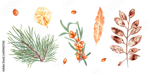 Colorful autumn leaves imprints, orange berries, pine branch. Set of fall dry leaves, sea buckthorn, fir, spruce. Watercolor illustration isolated on white background. For prints, cards design