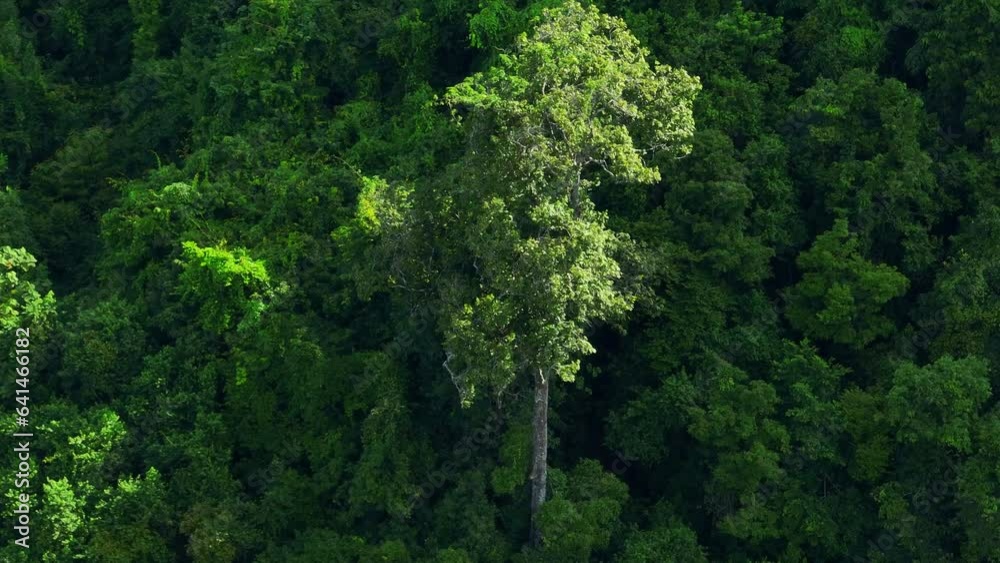 Drone flying above a lush tropical rainforest. As the golden rays of sunlight pierce through the dense canopy, they create a mesmerizing dance of light and shadow on the emerald-green foliage below.
Drone flying above a lush tropical rainforest. As the golden rays of sunlight pierce through the dense canopy, they create a mesmerizing dance of light and shadow on the emerald-green foliage below.