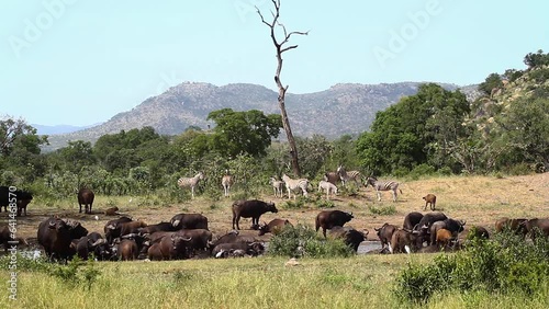African buffalo and plain zebra in waterhole scenery in Kruger National park, South Africa ; Specie Syncerus caffer family of Bovidae