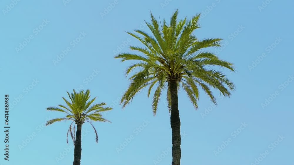 Malerischer palmenhain unter einem klaren blauen himmel, kokospalme, leichter wind steift durch die palmenblätter, strahlender sonnenschein, sommersaison, blick auf die baumkronen Malerischer palmenhain unter einem klaren blauen himmel, kokospalme, leichter wind steift durch die palmenblätter, strahlender sonnenschein, sommersaison, blick auf die baumkronen