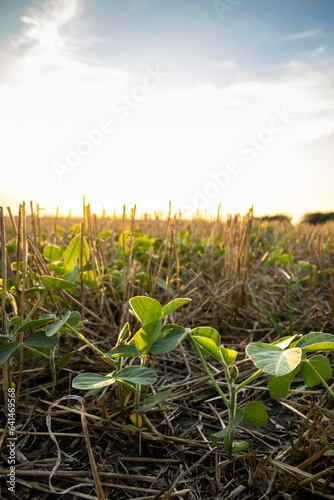 Canvastavla Double Crop Bean Field at Sunset