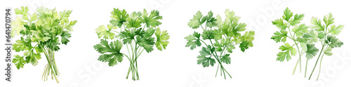 Chervil Botanical View On A Clean White Background Soft Watercolour Transparent Background