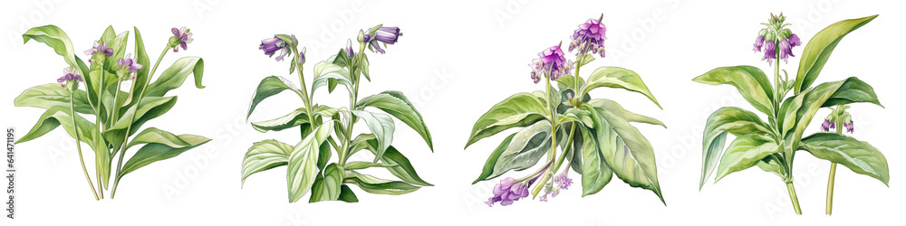 Comfrey Botanical View On A Clean White Background Soft Watercolour Transparent Background