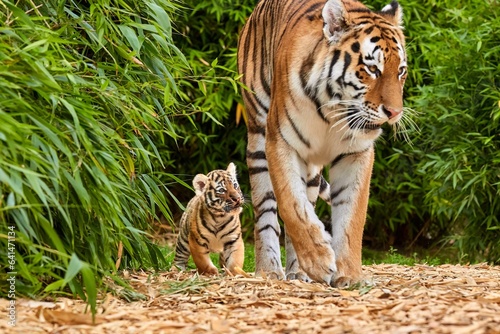 Tiger cub walking with his mother, amur tiger (Panthera tigris). photo