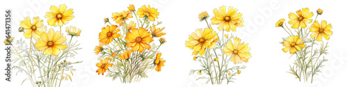 Coreopsis Botanical View On A Clean White Background Soft Watercolour Transparent Background