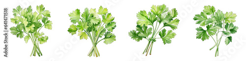 Coriander Botanical View On A Clean White Background Soft Watercolour Transparent Background