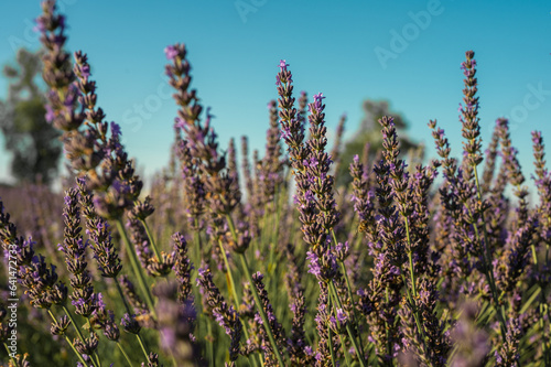 Lavender field with summer blue sky close-up, Ukraine, retro toned, web banner format