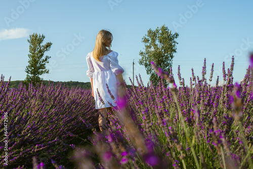 Fototapeta Naklejka Na Ścianę i Meble -  Lavender fields near Lviv, Ukraine. Blooming lavender in summer. A girl in a white summer dress walks through lavender fields, rear view and touches lavender flowers with her hand. Selective focus