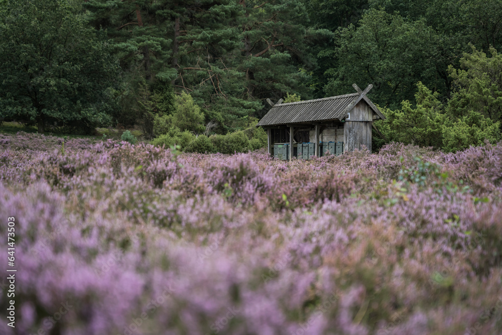 Heather landscape near Wilsede in nordern Germany. Heather landscape near Wilsede in nordern Germany.