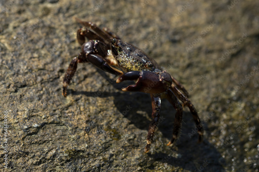 Pachygrapsus marmoratus is a species crab, sometimes called the marbled rock crab or marbled crab. Black Sea. Crab in the stones. The mating behavior of the animal, the release of foam.