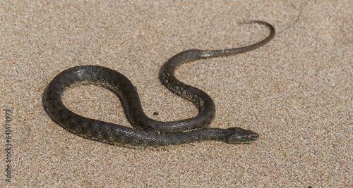 Natrix tessellata. The dice snake is a European non venomous snake belonging to the family Colubridae, subfamily Natricinae. The reptile lives on the sandy beach of the Black Sea. photo