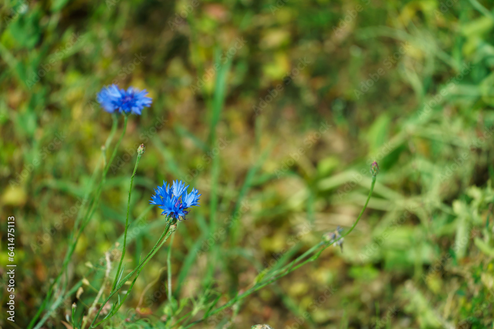 Blue cornflowers in the field. Blooming wildflowers close-up. Beautiful garden with colorful flowers. A bouquet of flowers for a holiday. Blue cornflowers in the field. Blooming wildflowers close-up. Beautiful garden with colorful flowers. A bouquet of flowers for a holiday.