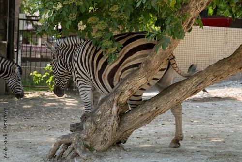 Plains zebra  Equus quagga  formerly Equus burchellii   also known as the common zebra. Animal life in the zoo.