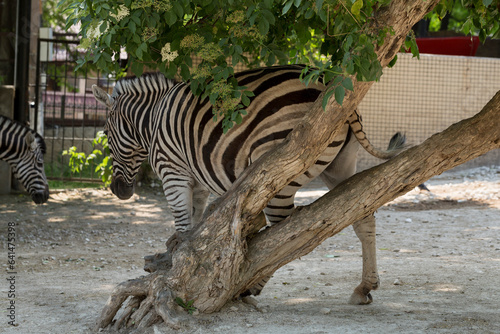Plains zebra (Equus quagga, formerly Equus burchellii), also known as the common zebra. Animal life in the zoo.