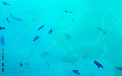 Snorkeling underwater views fish Corals turquoise water Rasdhoo island Maldives.