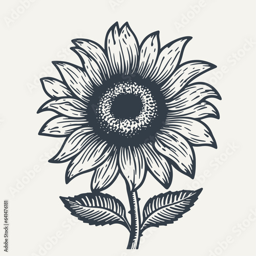Hand drawn Sunflower. Vintage woodcut engraving style vector illustration.