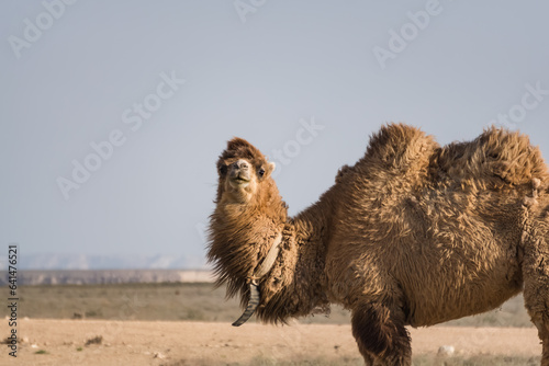A lonely camel walks in the Kazakh steppe on a hot summer day, a camel in a pasture