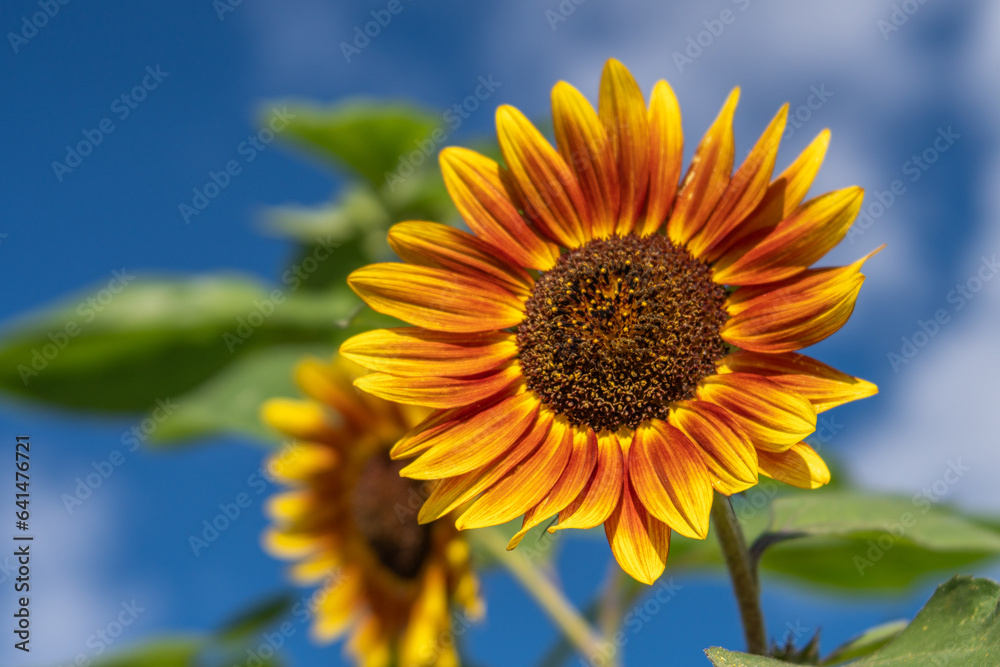 Orange and Yellow Sunflowers Against Blue Sky with Clouds - Horizontal Orange and Yellow Sunflowers Against Blue Sky with Clouds - Horizontal