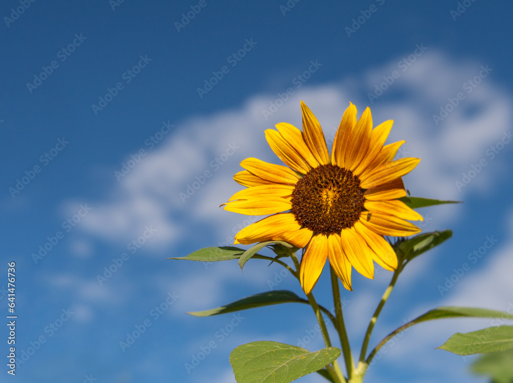 Solitary Sunflower Against Blue Sky with Soft White Clouds in Background Solitary Sunflower Against Blue Sky with Soft White Clouds in Background