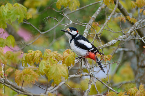 Woodpecker on a tree