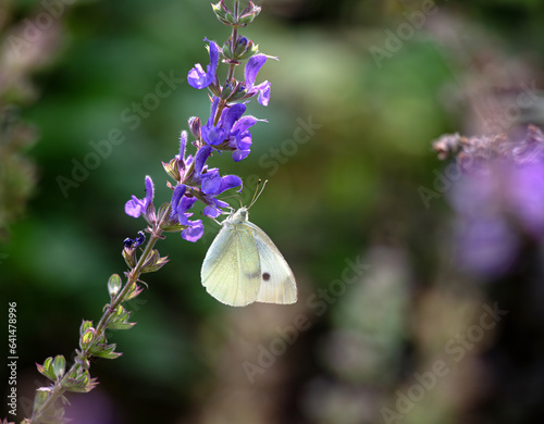 sage flowers meadow with pieris rapae butterfly photo