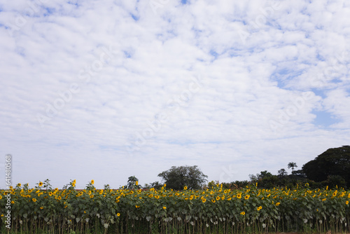 Campo de girasol em Holambra photo