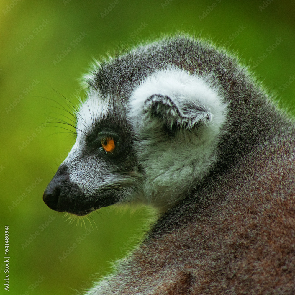 Fototapeta premium lemur on a tree