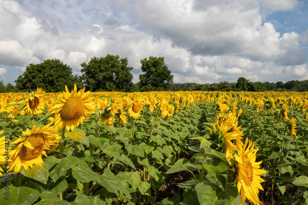 Obraz premium Rows of sunflowers in a field
