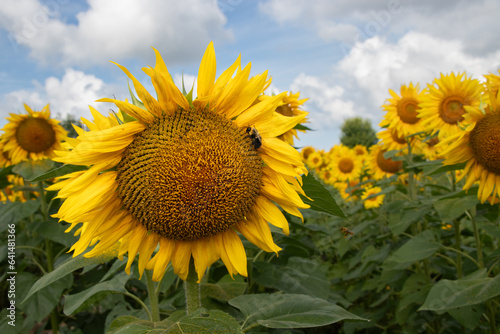 Bee on a bright yellow sunflower