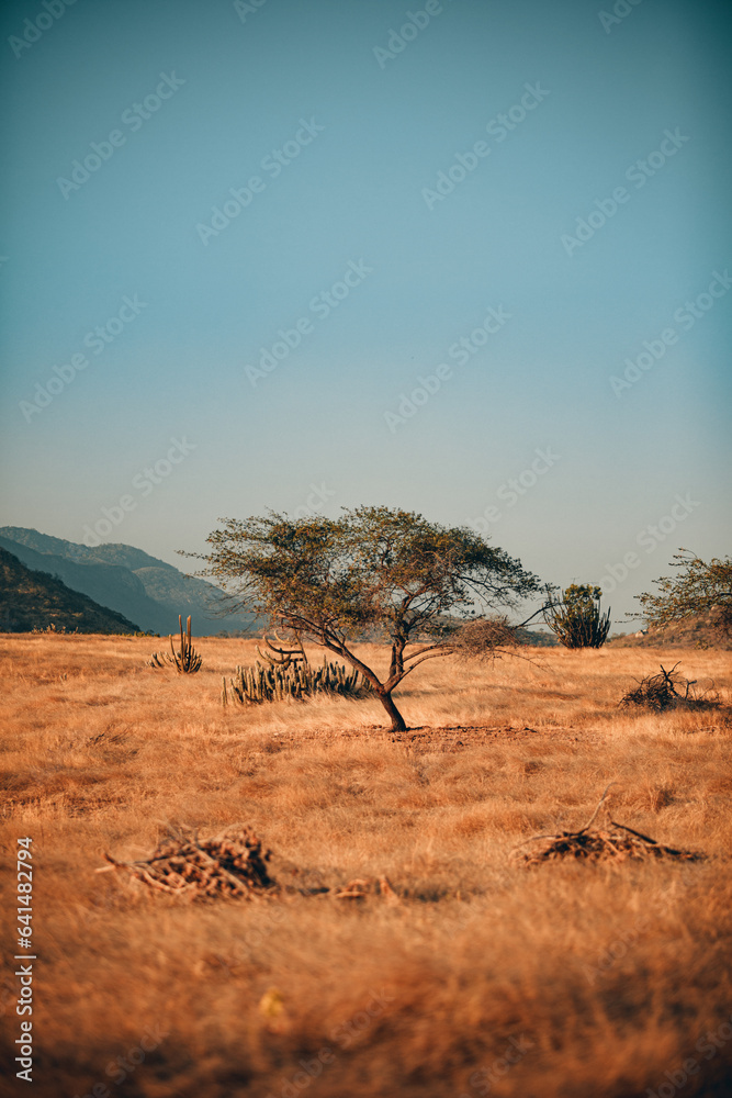 Obraz premium brazilian desert