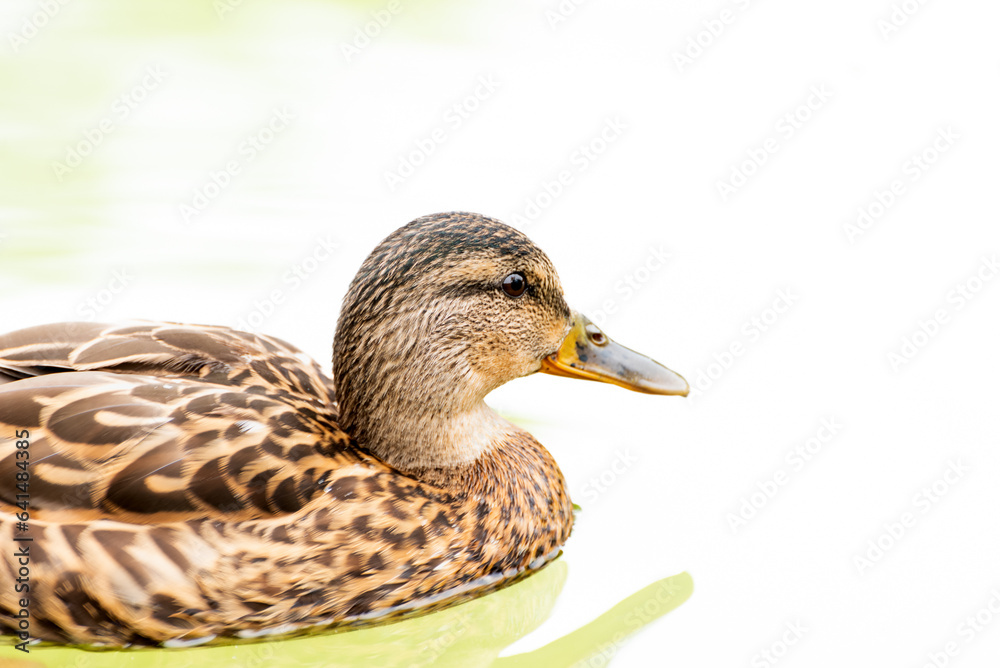 Portrait of Anas platyrhynchos, Mallard ducks male. Swimming on water. Portrait of Anas platyrhynchos, Mallard ducks male. Swimming on water.