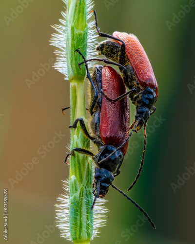 Male and female comb-clawed beetle mating (Omophlus proteus) on green plant, side view. photo