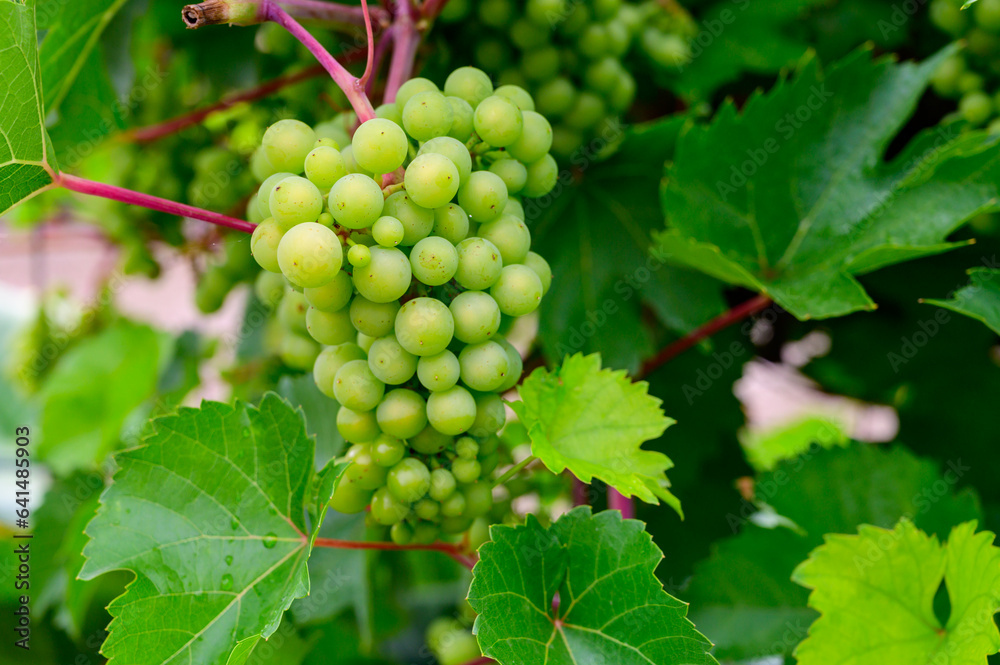 Upripe green grapes on champagne vineyards in Cote des Bar, south of Champange, France