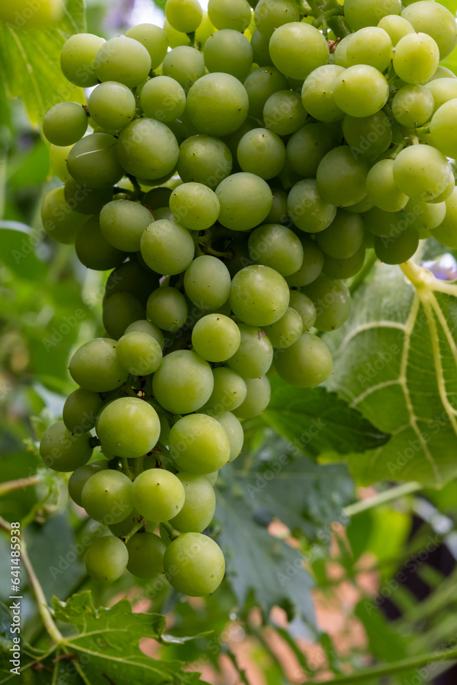 Riesling white wine grapes plant growing on hilly vineyard in Germany unripe grapes close up Riesling white wine grapes plant growing on hilly vineyard in Germany unripe grapes close up