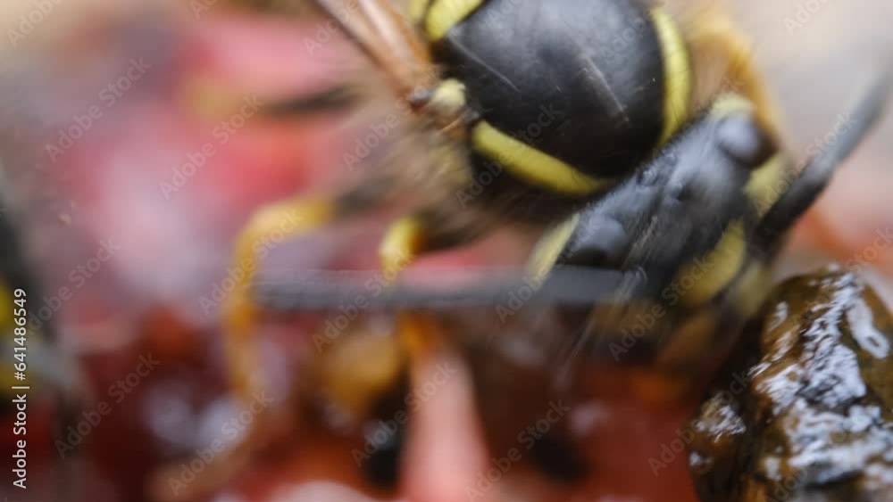 4k vídeo ultra macro avispa comiendo carne de un animal muerto