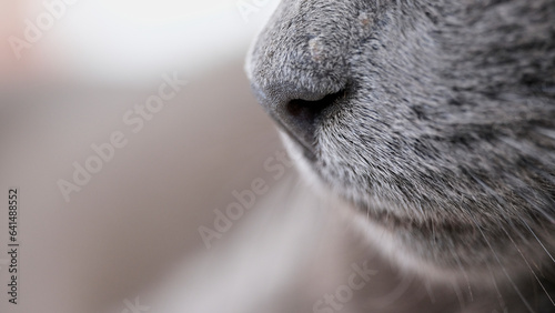 Tableau sur toile Nariz de gato azul ruso de perfil vista macro con copy space