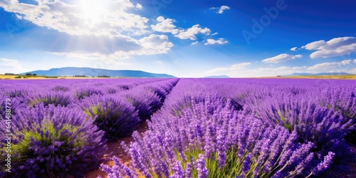 a field of lavender with blue sky and clouds