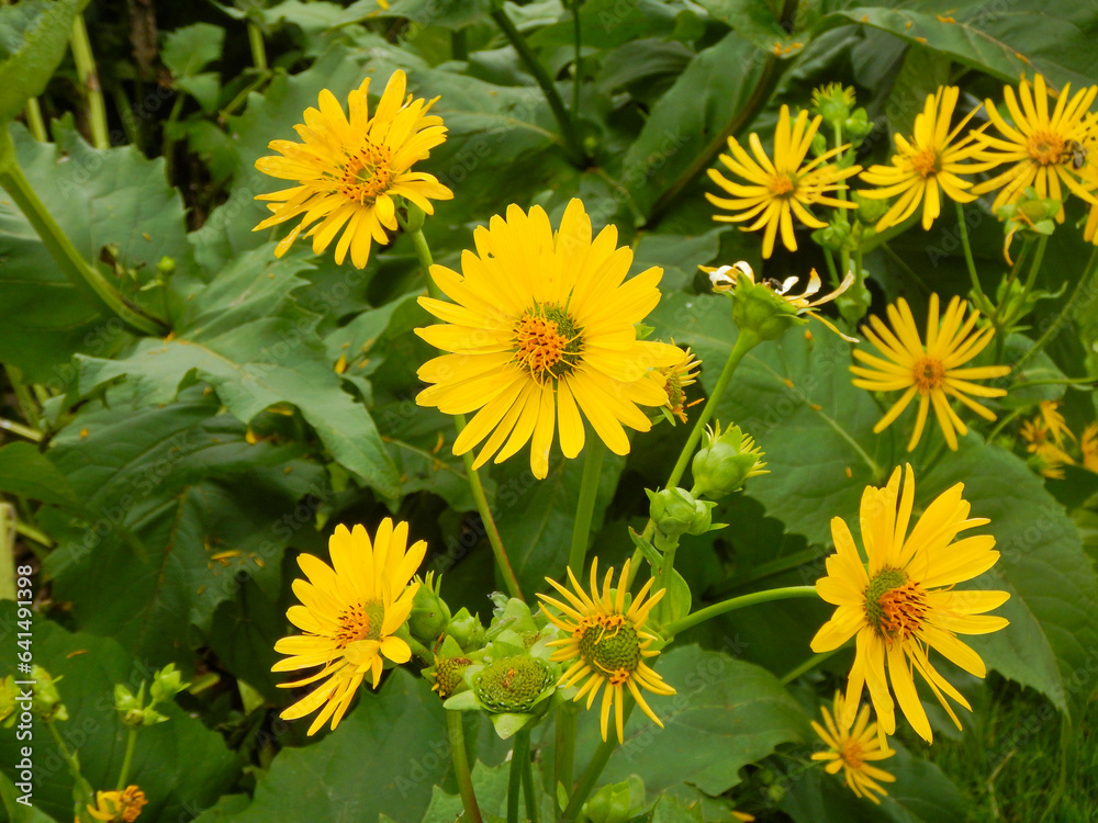 False, Or Oxeye Sunflowers Growing In The Native Plant Garden In Summer In Wisconsin False, Or Oxeye Sunflowers Growing In The Native Plant Garden In Summer In Wisconsin