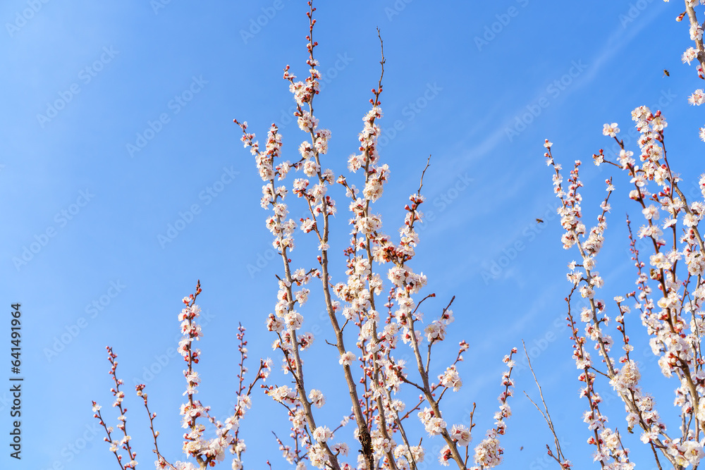 Branches of flowering fruit trees with selective focus. Spring background with copy space Branches of flowering fruit trees with selective focus. Spring background with copy space