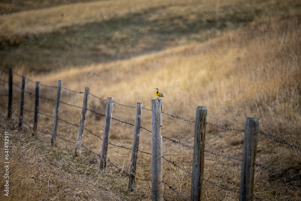 gorgeous western meadowlark sitting on a fence post