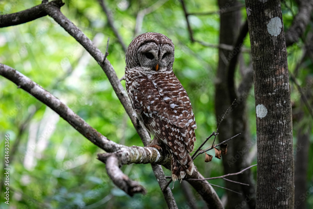 Fototapeta premium Barred Owl - Florida