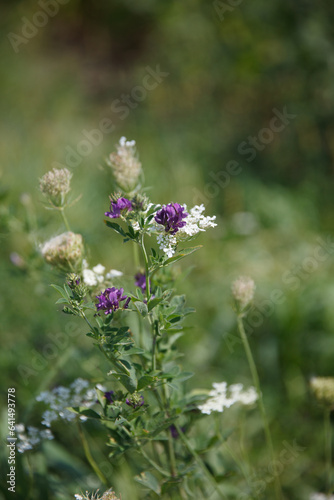 Purple and White meadow flowers. © Spring