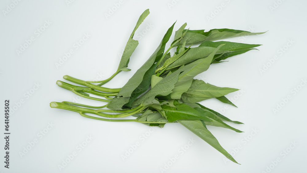 Fototapeta premium エンサイ・空心菜