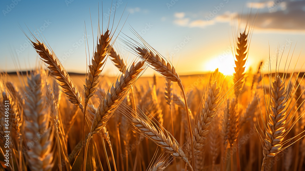 A wheat field. Golden wheat ears in close up. Beautiful rural scenery with a clear sky and setting sun A wheat field. Golden wheat ears in close up. Beautiful rural scenery with a clear sky and setting sun