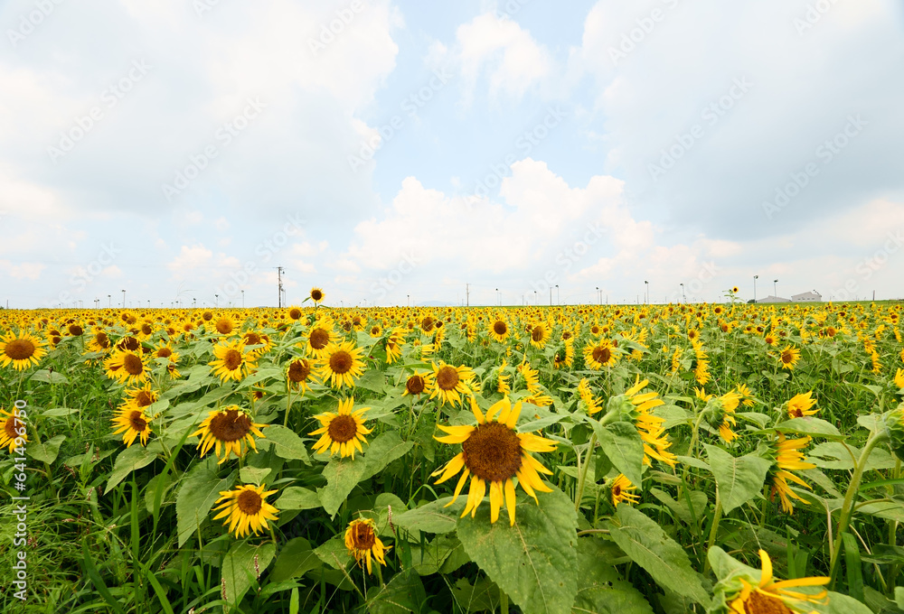 Obraz premium 満開の向日葵が咲く十三塚史跡公園の景色