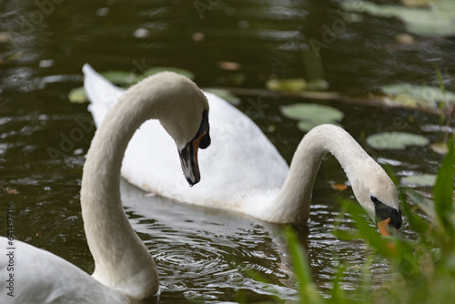 swans on the river