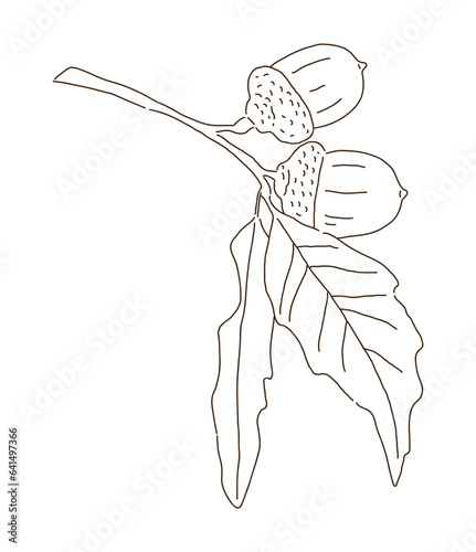A hand-drawn illustration of acorns growing on oak trees in the fall season. Acorns are nuts and food for squirrels.