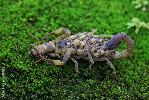 
An adult Chinese swimming scorpion is eating a cricket while carrying its babies on its back. This Scorpion has the scientific name Lychas mucronatus.